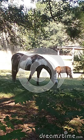 Paint horse and pony Stock Photo