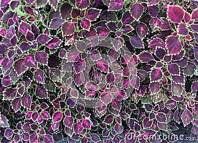 Paint nettle coleus background Stock Photo