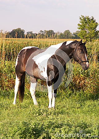 Paint stallion in meadow Stock Photo