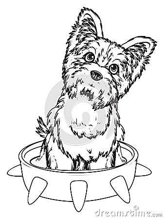 Paint yorkie and large collar Stock Photo