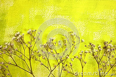 Painted background and dried flowers Stock Photo