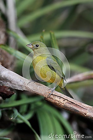 Painted Bunting (Passerina ciris) Stock Photo