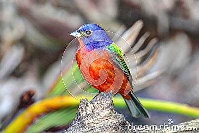 Painted Bunting (Passerina ciris) Stock Photo