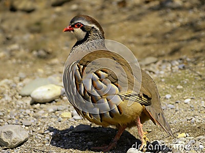 Painted Bush Quail Stock Photo