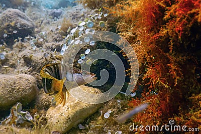 Painted Comber Serranus scriba Mediterranean Sea Underwater Stock Photo