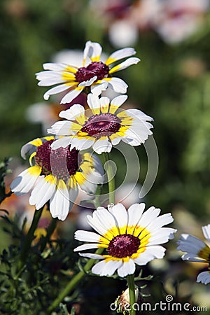 Painted daisy during flowering Stock Photo