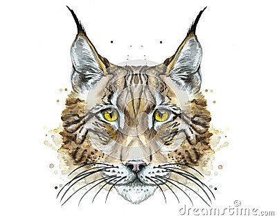 Painted drawing watercolor animal predator lynx Vector Illustration