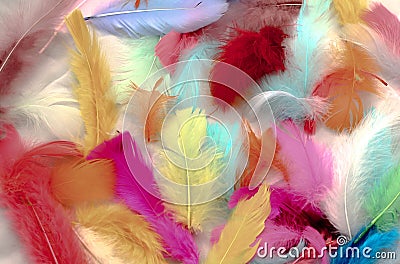 Painted Feathers Stock Photo