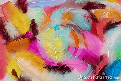 Painted Feathers Stock Photo