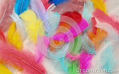 Painted Feathers Stock Photo