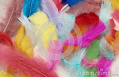 Painted Feathers Stock Photo