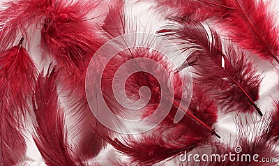 Painted Feathers Stock Photo