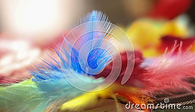 Painted Feathers Stock Photo