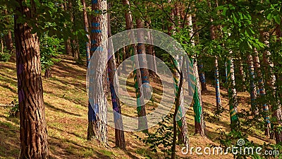 Painted forest in Oma, Basque Country. Ibarrola Editorial Stock Photo