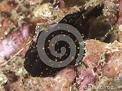 Painted frogfish Stock Photo