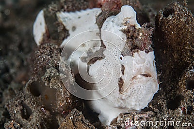 Painted Frogfish Stock Photo