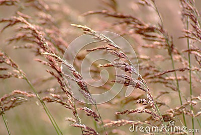 Painted grass Stock Photo