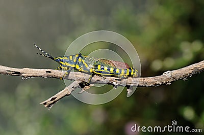 Painted Grasshopper Stock Photo