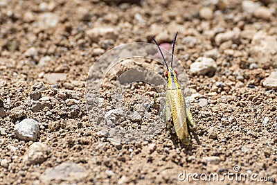Painted Grasshopper in Djibouti, East Africa Stock Photo