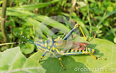 Pianted Grasshoper adorning green leaf Stock Photo