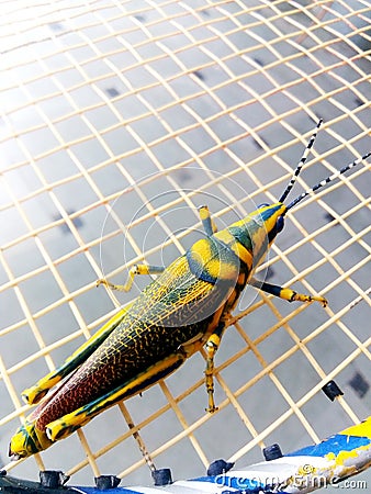 Painted Grasshopper in Nature. Macro Stock Photo