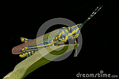 Painted Grasshopper Stock Photo