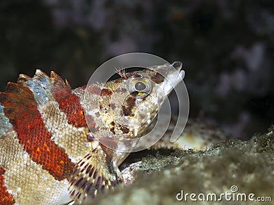 Painted Greenling Stock Photo