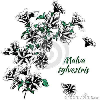 Painted in ink flowers. Malva sylvestris. Black and white vector illustration on a white background. Tattoo sketch Vector Illustration