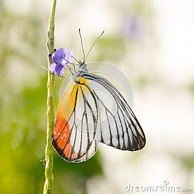Painted Jezebel Butterfly Stock Photo