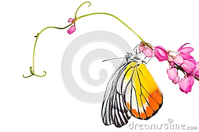 Painted Jezebel butterfly Stock Photo