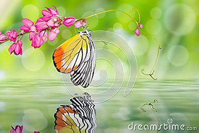 Painted Jezebel butterfly Stock Photo