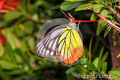 Painted Jezebel Butterfly (Delias hyparete indica) Stock Photo