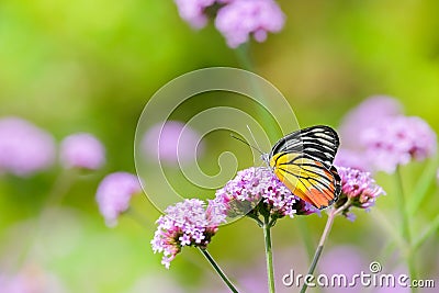 The Painted Jezebel butterfly Delias hyparete on Verbena flower, Beautiful butterfly with colorful wing, image with a soft focus Stock Photo
