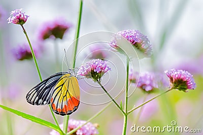 The Painted Jezebel butterfly Delias hyparete on Verbena flower, Beautiful butterfly with colorful wing, image with a soft focus Stock Photo