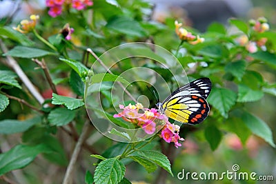 Painted Jezebel butterflyDelias hyparete Stock Photo