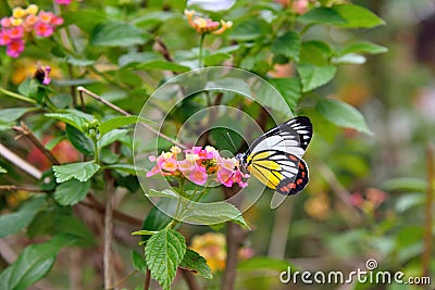 Painted Jezebel butterflyDelias hyparete Stock Photo