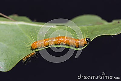 Painted Jezebel caterpillars Stock Photo