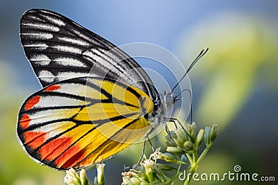 Painted Jezebel colorful butterfly gathering pollen Stock Photo