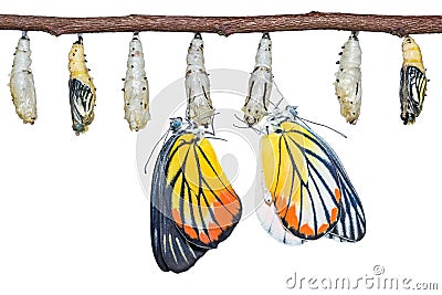 Painted Jezebel Delias hyparete butterflies Stock Photo