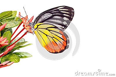 Painted Jezebel (Delias hyparete indica) Butterfly Stock Photo