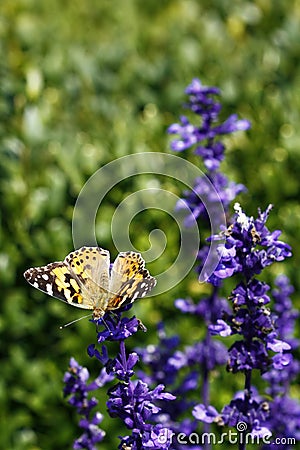 Painted lady on the aconite Stock Photo