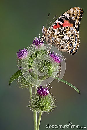 Painted Lady on burdock Stock Photo