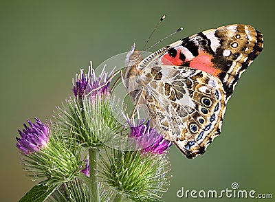 Painted Lady on Burdock Stock Photo