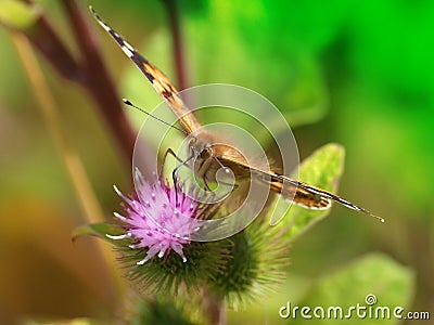 Painted Lady Butterfly Stock Photo