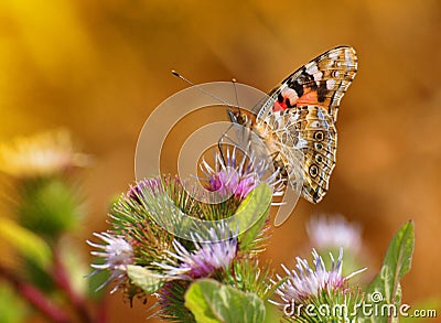 Painted Lady Butterfly Stock Photo