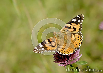 Painted Lady Butterfly Stock Photo