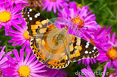 Painted Lady Butterfly on the Autumn Flowers Stock Photo