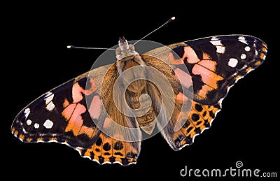 Painted Lady Butterfly on black Stock Photo