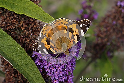 Painted Lady butterfly on Buddleja davidii Stock Photo