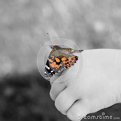 Painted lady butterfly on childs hand Stock Photo